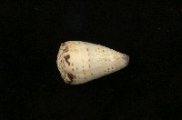 藏品(樂譜芋螺)的圖片